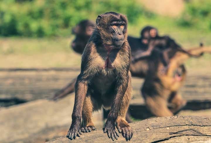 Os cientistas usaram uma proteína verde-fluorescente e rastrearam a presença dessas células em 26 tipos diferentes de tecidos do macaco.