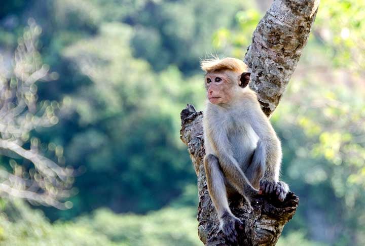 Apesar do sucesso no experimento, o macaco quimérico teve insuficiência respiratória e hipotermia e viveu por apenas 10 dias.