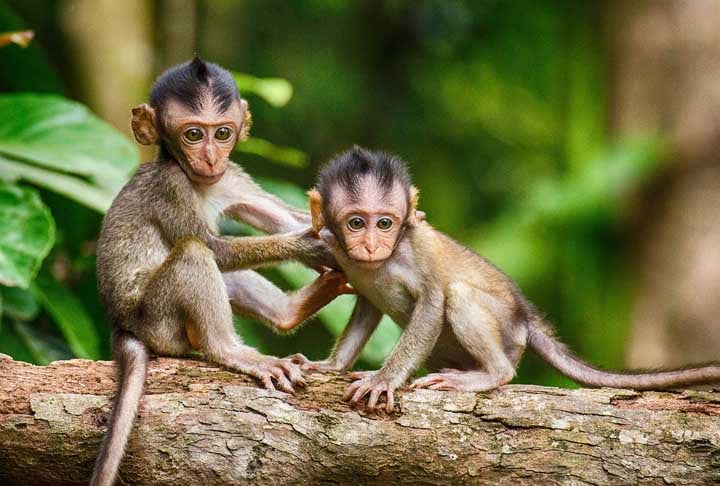 A macaca mãe deu à luz um primata totalmente formado ao final de todo processo.