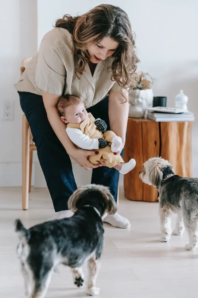 Saiba como ajudar seu cachorro a se refrescar - pexels/sarah chai