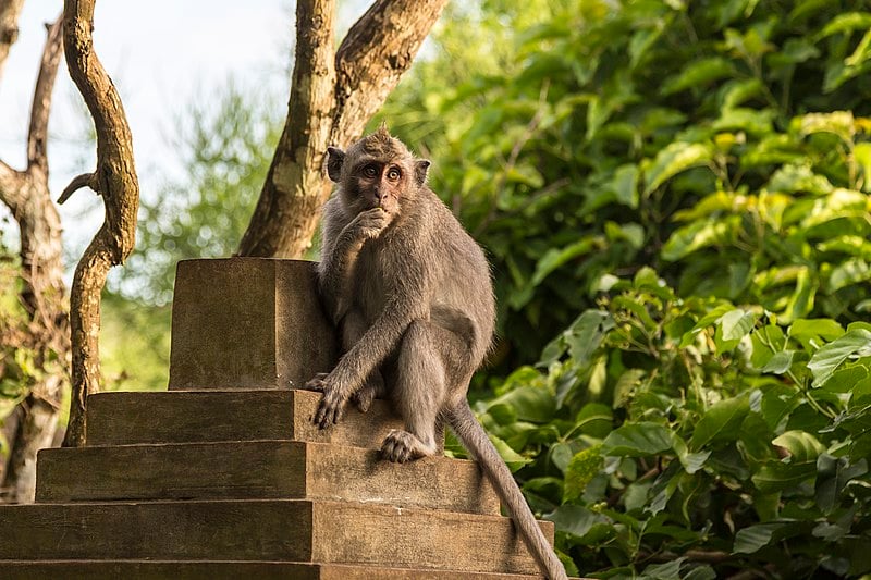 "As quimeras de macacos também têm um enorme valor potencial para a conservação das espécies, se pudessem ser obtidas entre dois tipos de espécies de primatas não humanos, uma das quais ameaçada de extinção", disse  Miguel Esteban, do Instituto de Biomedicina e Saúde de Guangzhou, à CNN.