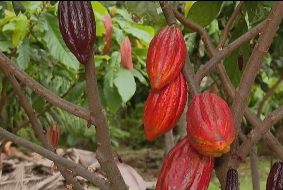 Brasil é sexto produtor mundial de cacau; o fruto que dá origem ao chocolate