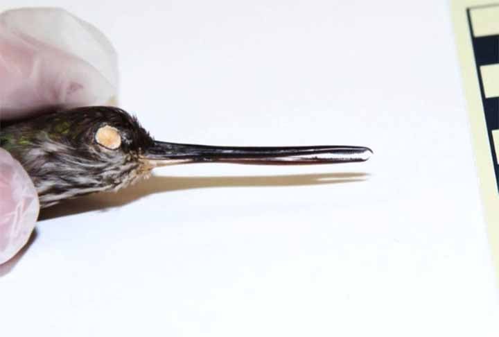 Esta espécie possui bico alongado e cheio de dentes, que leva a ciência a crer que o animal teria comido peixes. Com 120 milhões de anos, ela viveu no período Cretáceo (145 milhões a 66 milhões de anos atrás) no nordeste chinês. 