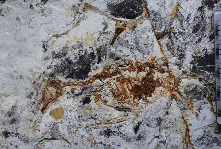 Os pesquisadores apostaram na dieta carnívora da espécie por conta das semelhanças de seu crânio e bico. Eles possuem as mesmas características dos martins-pescadores (Alcedinidae).