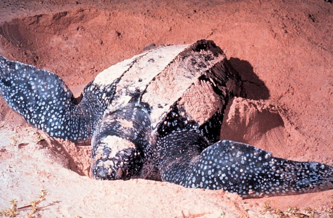 A tartaruga-de-couro também vem ao Brasil para a desova. Chegam muitas ao litoral do Espírito Santo, de outubro a abril. -Domínio público