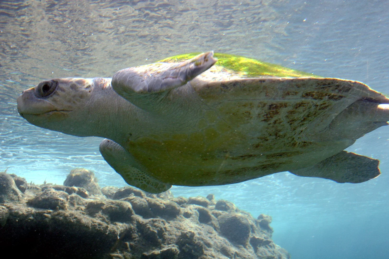 A tartaruga-oliva é uma das menores espécies de tartaruga-marinha. Tem cerca de 60 centímetros de comprimento e pesa menos de 50 quilos. Seu nome se deve à cor de azeitona da sua carapaça em forma de coração.-Thierry Caro wikimedia commons 