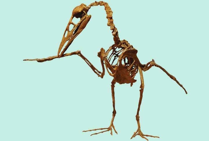 Ichthyornis é um gênero extinto de ornithuran dentuço, semelhante a uma ave marinha, do final do período Cretáceo da América do Norte.