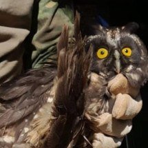 Coruja rara é resgatada em fazenda gaúcha - Divulgação 