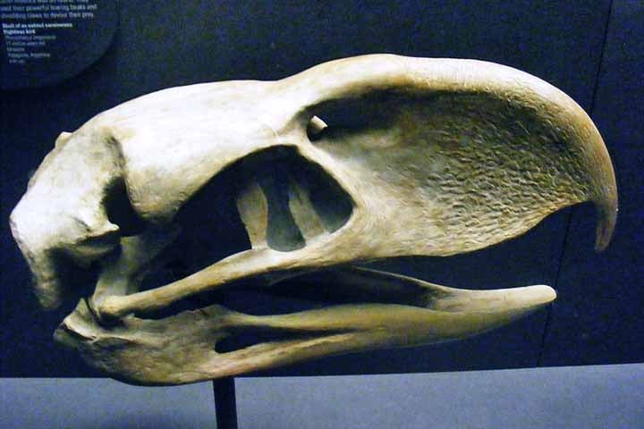 Os seus parentes mais prÃ³ximos, que vivem atÃ© a atualidade, sÃ£o as aves seriemas. PorÃ©m, o Phorusrhacos era muito maior do que o seriemas e parecia mais com um avestruz.