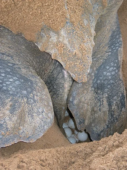 As tartarugas montam seus ninhos e colocam os ovos na areia. As tartaruguinhas nascem entre setembro e março para deleite de pessoas que acompanham esse espetáculo. -domínio público