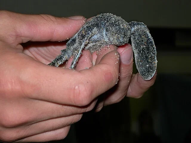 Segundo os pesquisadores, essa espécie - que vem nadando desde o Canadá até o Brasil - é ameaçada de extinção.-Dtobias - wikimedia commons