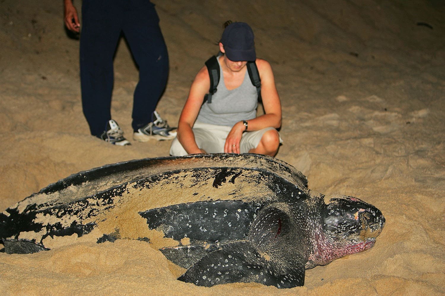 A tartaruga-de-couro é a maior espécie de tartaruga que existe. Ela pode ter até 2,2 metros  de comprimento e pode chegar a 700 quilos.-Steve Garvie  wikimedia commons