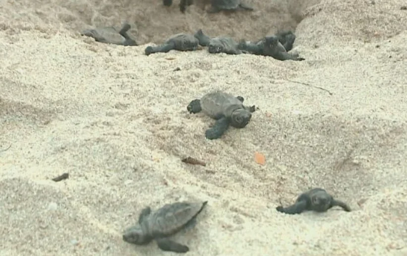 O acasalamento ocorre no mar e os machos nunca saem da água. As fêmeas é que vêm à areia da praia para colocar os ninhos. -Reprodução Tv Globo