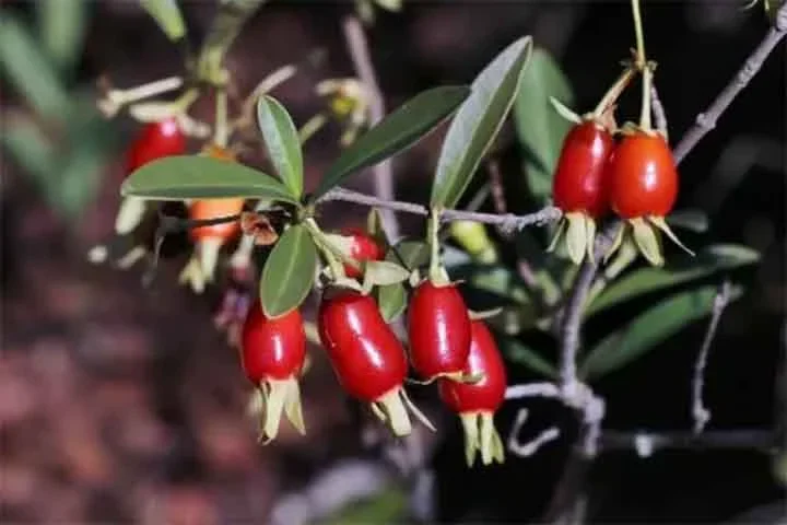 Cereja do Mato: Essa é uma das "espécies" de araçá. Pode ser chamada de cerejeira-do-mato, araçazinho, cereja-do-mato, cerejeira-da-terra, cereja-do-rio-grande, guaibajaí, ibá-rapiroca, ibajaí, ibarapiroca, ivaí ou ubajaí. 