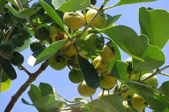 O araçá é rico em vitamina C, fibras e antioxidantes, sendo benéfico para a saúde, principalmente para o sistema imunológico e digestivo.