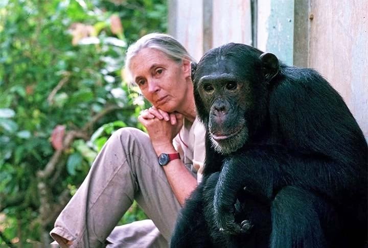JANE GOODALL (1934–): Conhecida por seu estudo inovador dos chimpanzés na Tanzânia