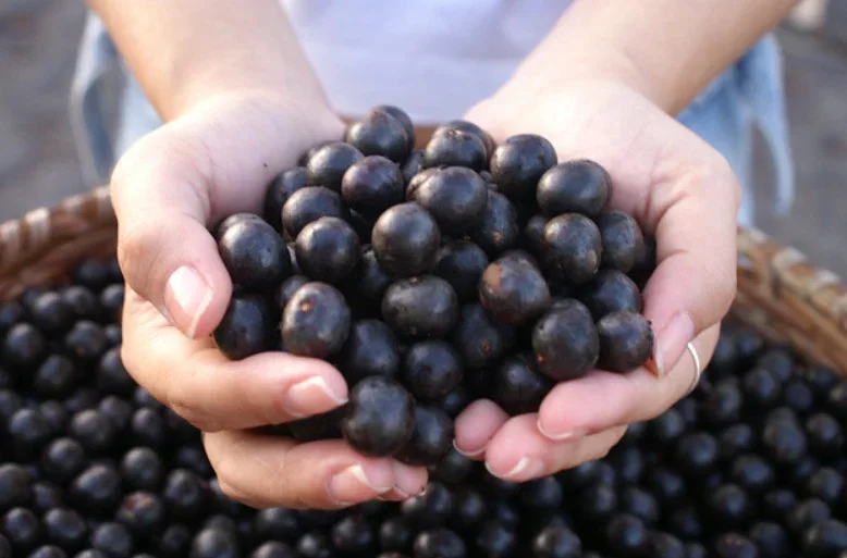 Açaí: Beneficios da sétima melhor fruta do mundo - Dr Gori FlickR