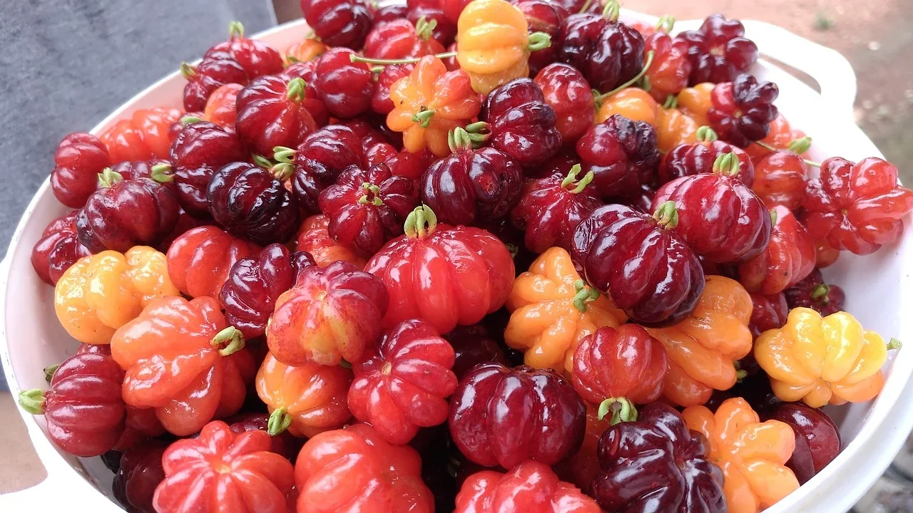 A azedinha que conquista: pitanga é nutritiva e uma das frutas mais bonitas na árvore - Imagem de Luciano Perdigão Perdigão por Pixabay