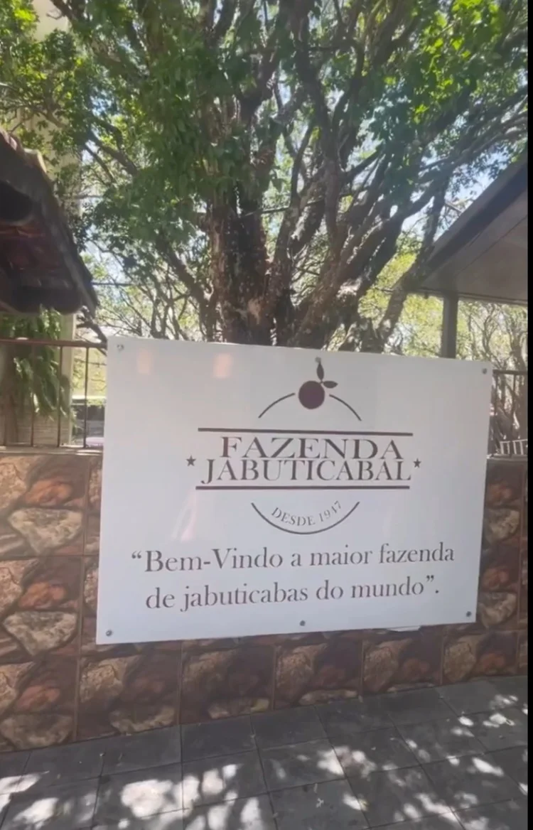 Cidade brasileira tem maior pomar de jabuticaba do planeta e produz vinho da fruta