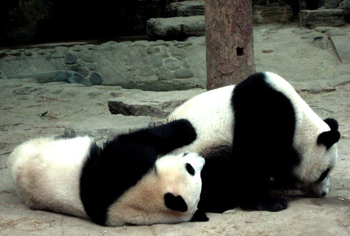 Construído em 1906, o zoológico funciona também como um centro de pesquisa para espécies raras. Uma das atrações mais legais por lá é a casa dos pandas gigantes.