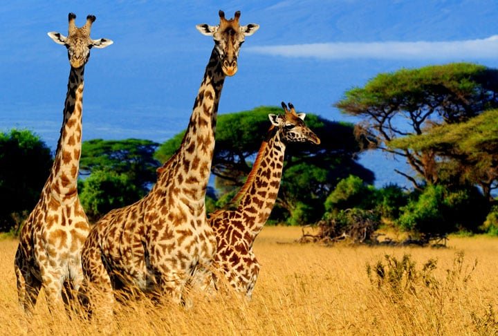 Nos períodos de verão, o zoológico funciona a noite toda e o visitante pode até acampar por lá. Fundado em 1916, o zoológico atualmente abriga mais de 4 mil animais de mais de 800 espécies diferentes.