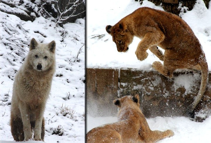 Localizado na Rook Creek Park, em Washington D.C., o parque conta com mais de 2 mil animais de mais de 400 tipos, entre pandas, elefantes asiáticos, tigres de Sumatra e leões africanos. Agora vem o melhor de tudo: a entrada é gratuita!