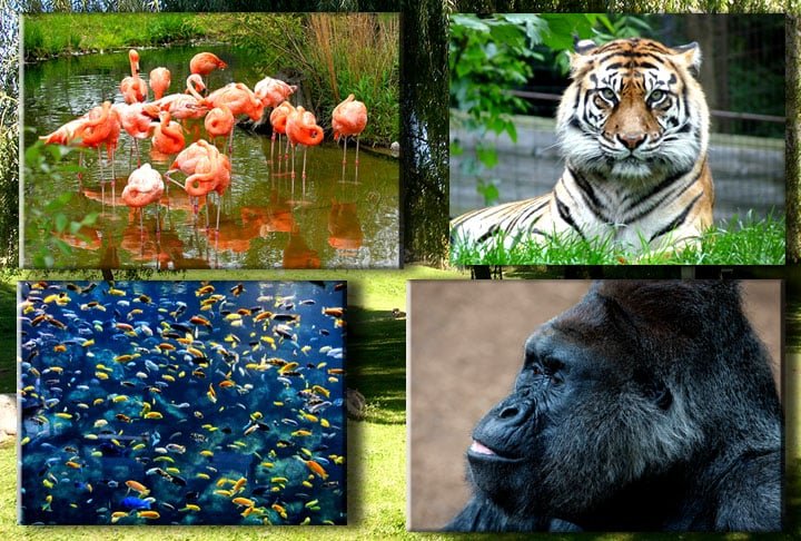 Os visitantes podem explorar mais de 10 km de trilhas. Algumas das coisas mais legais para ver sÃ£o a â??ExperiÃªncia com Pandasâ? e a maior exposiÃ§Ã£o coberta de gorilas.