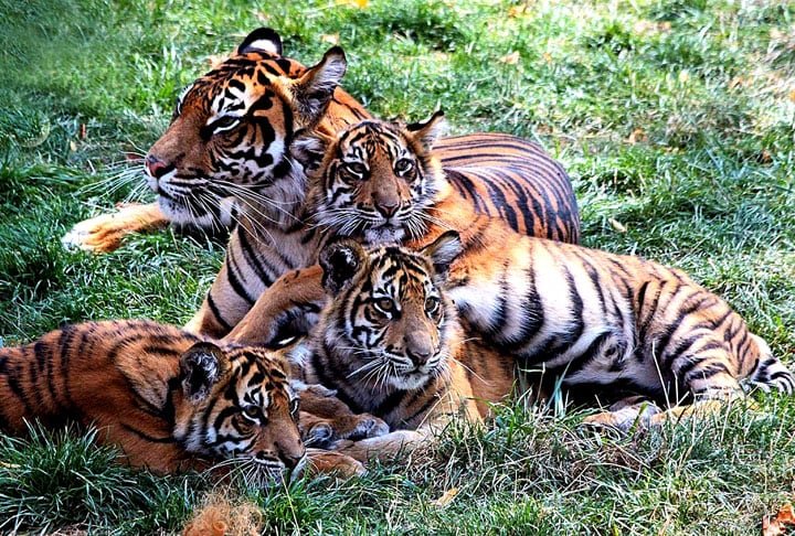 Uma das coisas mais legais é a área dedicada à conservação do tigre de Sumatra, que é muito procurada. Outra atração bem popular é a baía dos pinguins, onde os visitantes podem ver esses bichinhos tanto dentro quanto fora d'água.