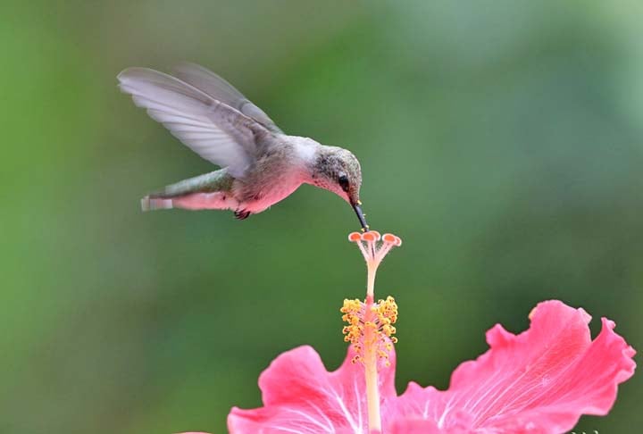 Capazes de bater as asas 200 vezes por segundo, os beija-flores também conseguem voar para trás ou ficar parados no ar e atingir velocidades de 70 km/h a até 130 km/h durante a época de reprodução.