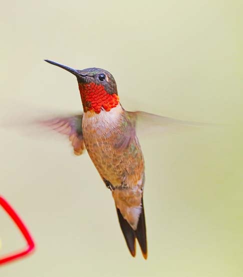 Essas aves coloridas, além de serem belas, atraem a atenção por esconderem muitos segredos. Veja agora no FLIPAR!