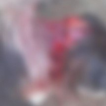 Animais encontrados envenenados e mutilados causam revolta em cidade de MG - Reprodução/Arquivo pessoal