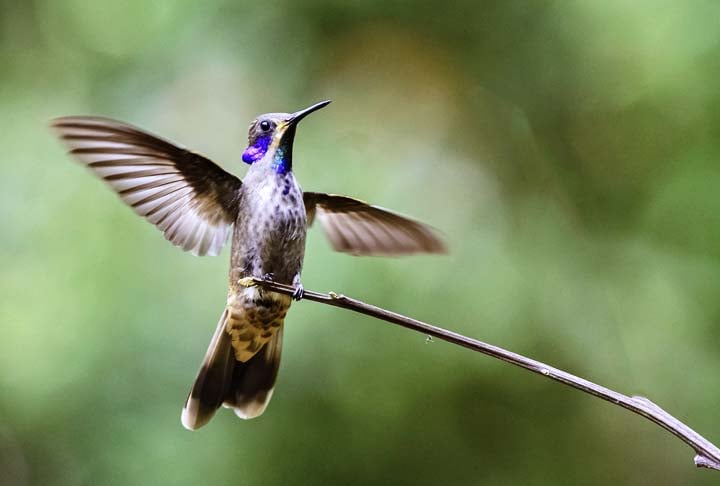 O coração de um beija-flor bate de 500 a 700 vezes por minuto quando está descansando, mas quando está ativo, pode bater até 1.200 vezes por minuto.