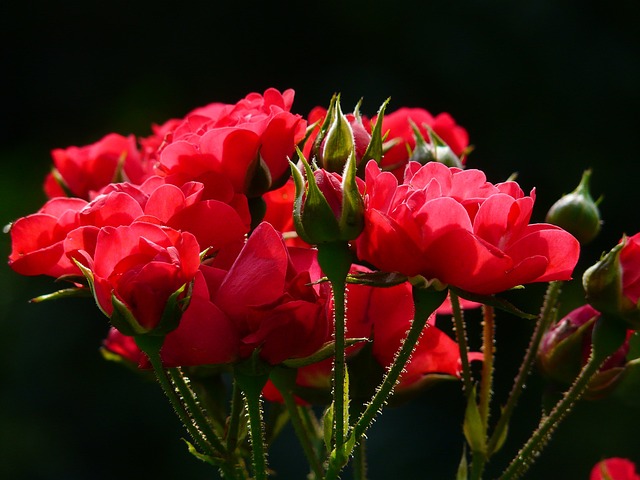 Cultivar rosas pode ser uma experiência gratificante tanto para amadores apaixonados pela jardinagem quanto para jardineiros experientes.