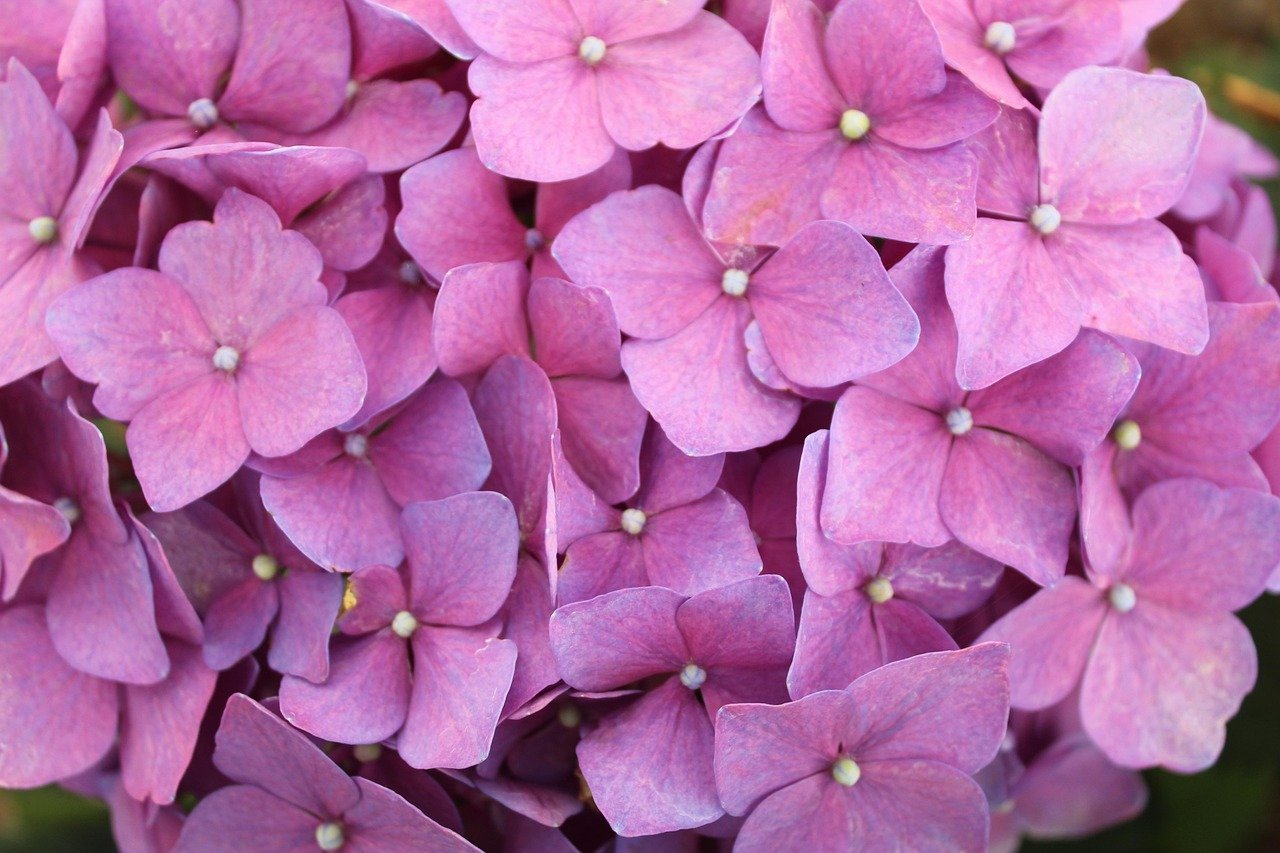 Os nativos americanos usavam a Hydrangea Root (raiz da hortênsia) para tratar problemas do trato urinário, como infecções e cálculos renais.