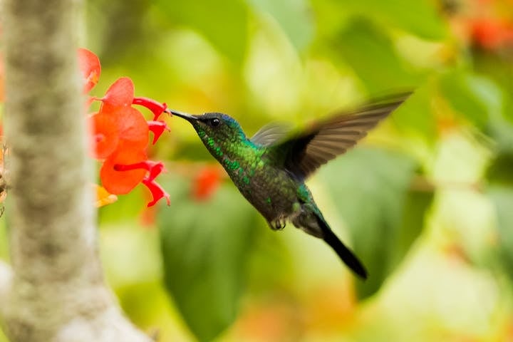 Por conta da sua rapidez impressionante, os nativos americanos veem o beija-flor como o mensageiro e guardiÃ£o do tempo, porque nenhum outro animal consegue bater as asas tÃ£o rÃ¡pido quanto ele. 