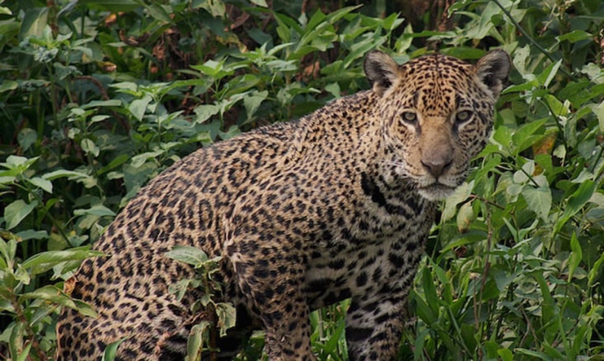 Onça Pintada - Maior felino das Américas, essa espécie de onça é caçada por fazendeiros e sua pele tem grande valor no mercado mundial.  -  (crédito: Rogério Cunha de Paula ICMBio)