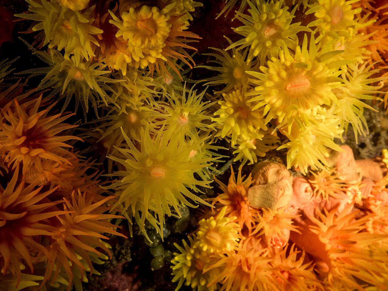 Pesquisadores observaram que as colônias de coral-sol podem liberar larvas em decorrência do estresse causado pela remoção.
