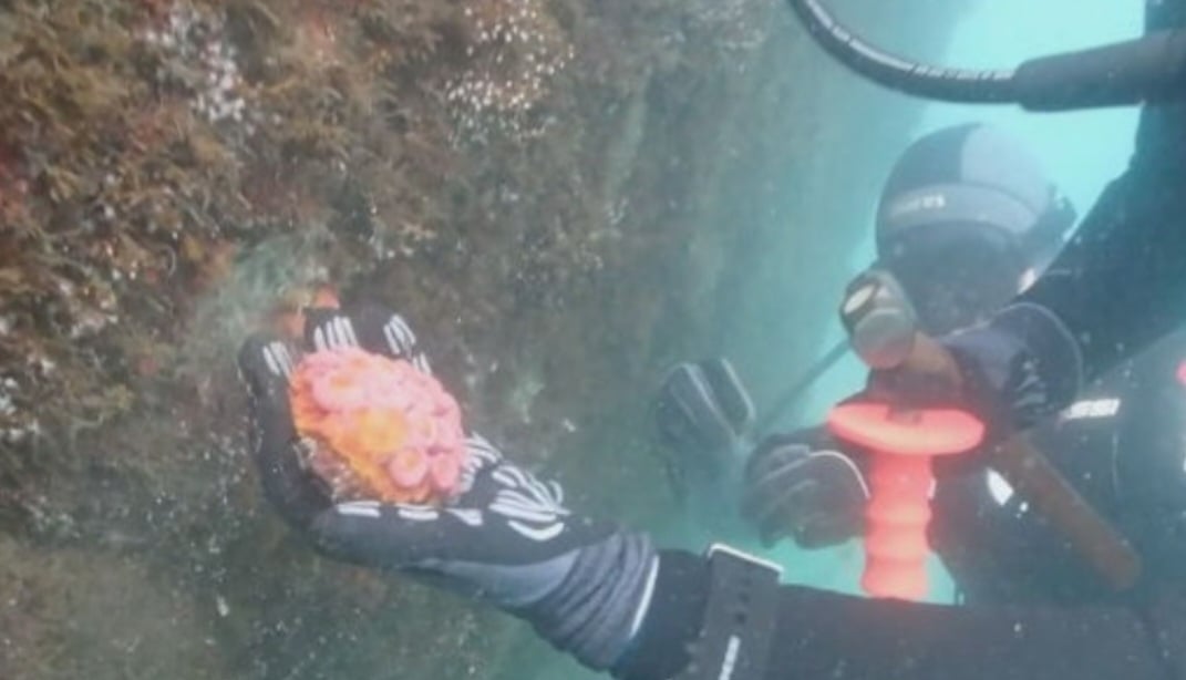 Com o  método de remoção manual, mergulhadores  retiram as colônias de coral-sol usando  marreta e talhadeira