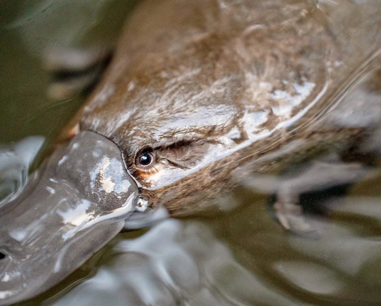 “Os ornitorrincos viajam longas distâncias em terra e também usam as áreas de drenos das rodovias [para se locomover]”, afirma Greg Irons, diretor do Bonorong Wildlife Sanctuary, para o canal ABC News. Então, é possível observá-los em estradas, estando 100% saudáveis.-Divulgação