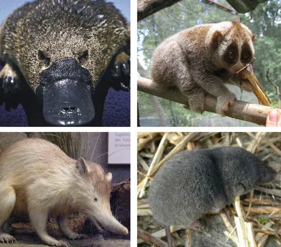 Só existem quatro espécies venenosas de mamíferos; saiba quais - Montagem Flipar