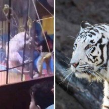 Vídeo: tigre ataca artista circense durante apresentação - Reprodução / redes sociais / FreePik