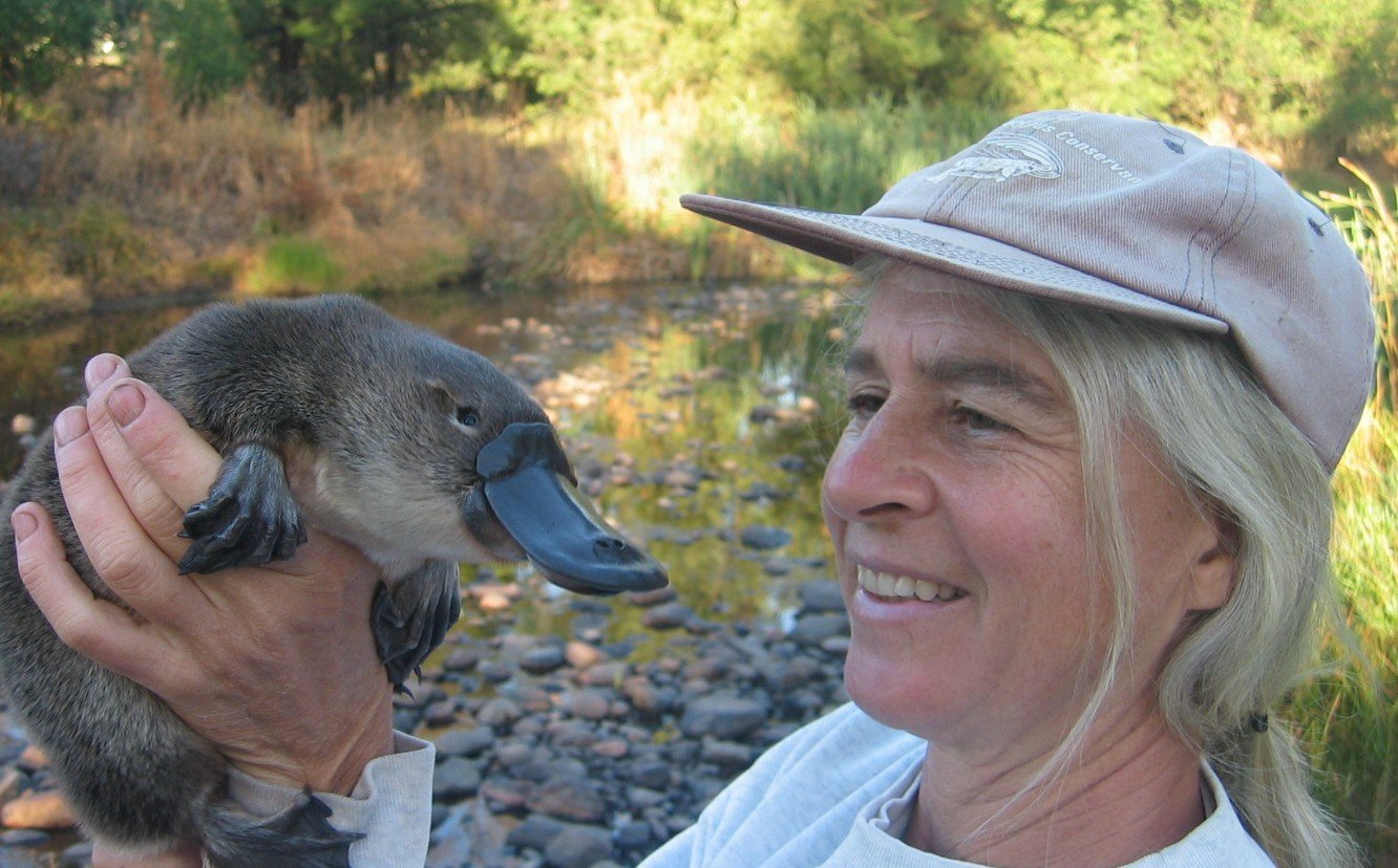 A Australian Platypus Conservancy é uma  uma organização não governamental e sem fins lucrativos, fundada em 1994 e  dedicada à conservação do ornitorrinco.    Os estudiosos fazem diversas ações de preservação e descrevem as principais ameaças para o animal, visando à sobrevivência da espécie. -Facebook/ Australian Platypus Conservancy