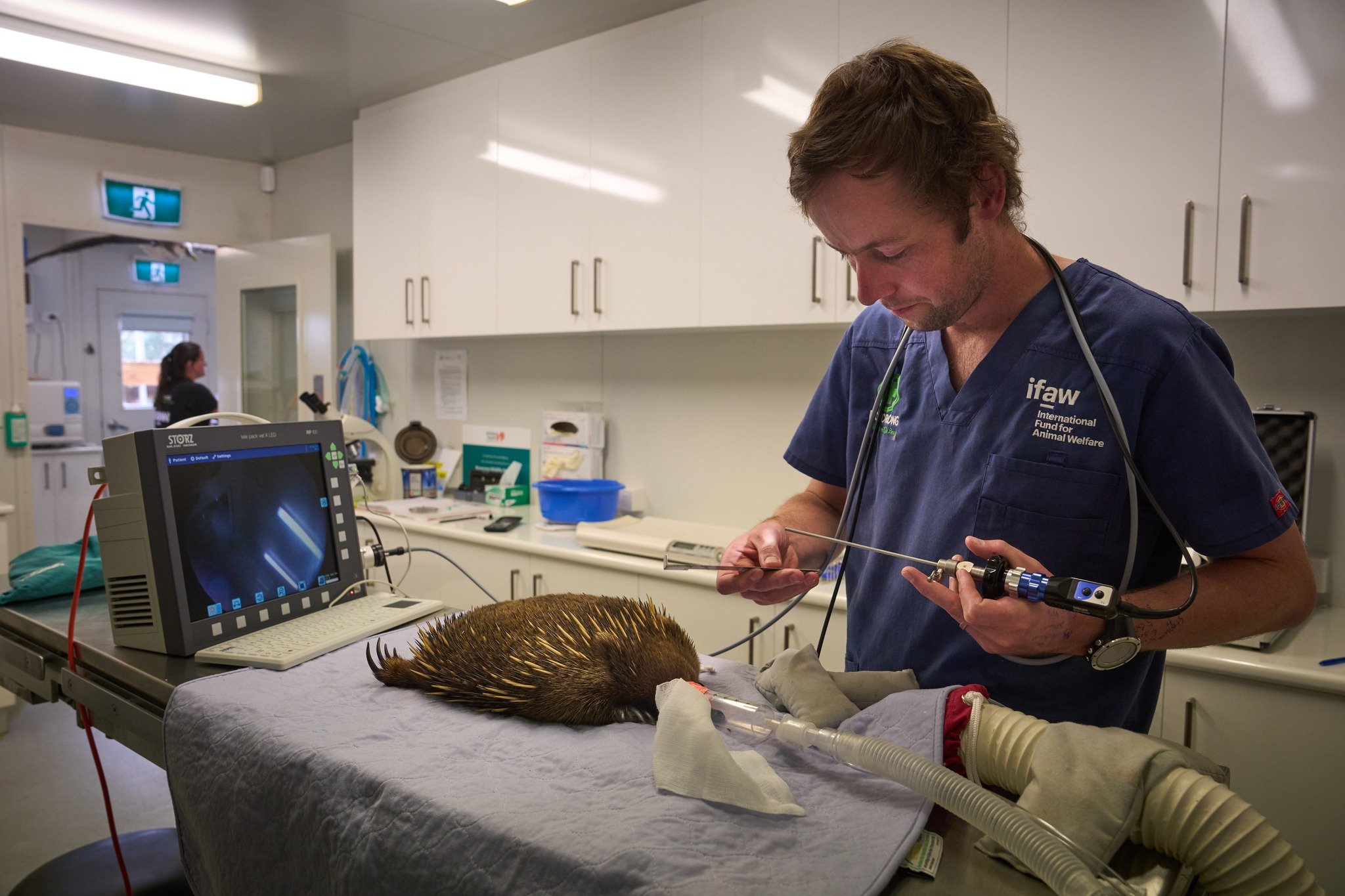 Bonorong é um santuário para a vida selvagem administrado por uma equipe que cuida, inclusive, de animais em risco de extinção no país.  Além do foco na preservação de animais, o Santuário oferece treinamento gratuito para os membros da comunidade interessados ??nos conceitos básicos de resgate e transporte de vida selvagem.  -Facebook/Bonorong Wildlife Sanctuary