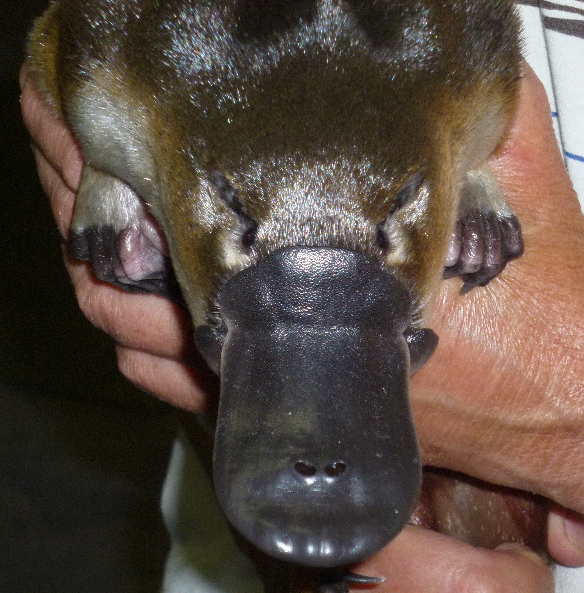 No momento, não existe um antídoto aprovado para esse tipo de veneno. São utilizados  somente anestésicos que bloqueiam os nervos, como a bupivacaína, que também visam a diminuir a dor.-Facebook/Australian Platypus Conservancy