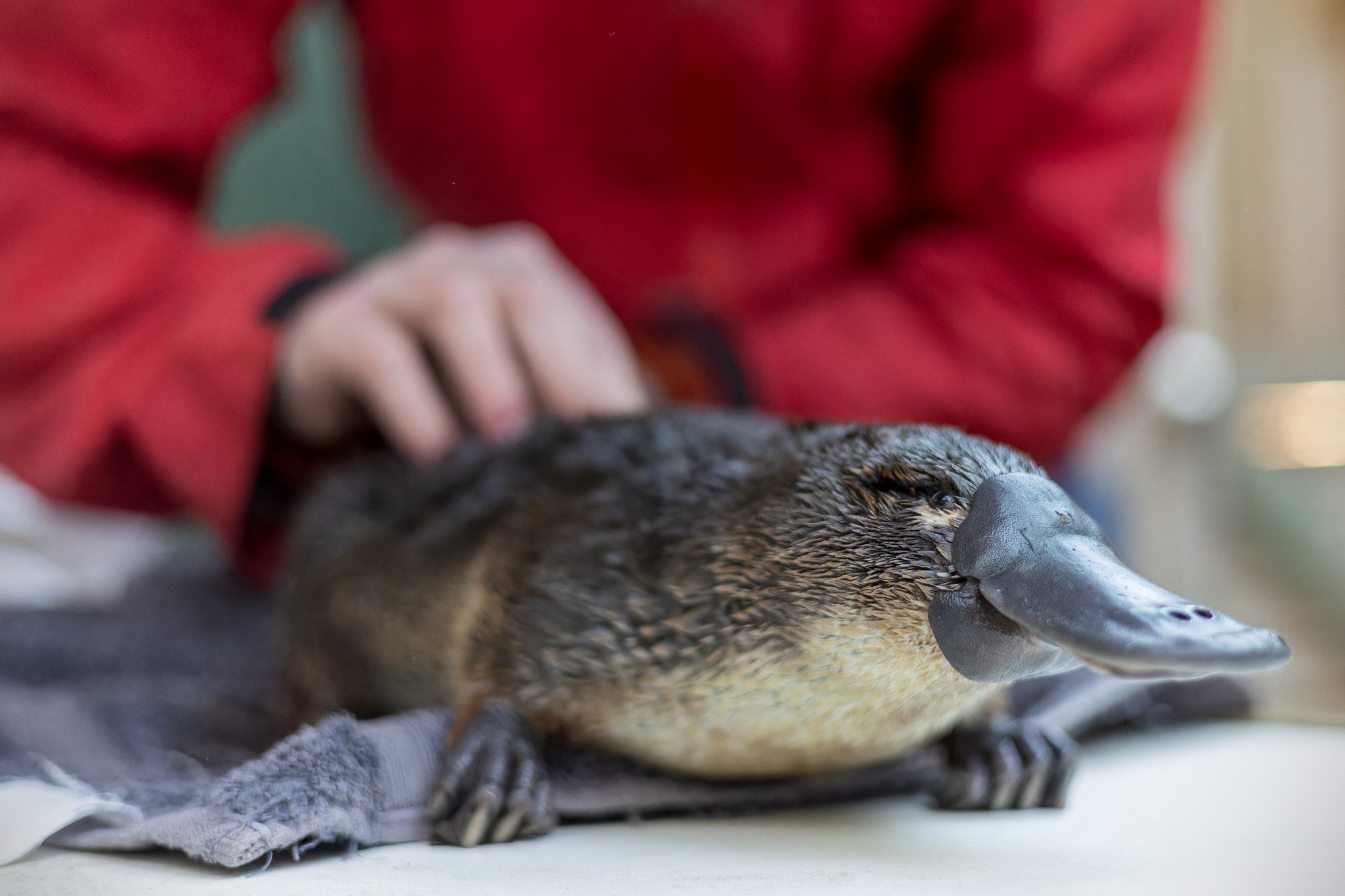 O veneno dos ornitorrincos ajuda na proteção da espécie na época do acasalamento. Eles usam justamente essa arma natural para evitar a ação de predadores. -Facebook/Bonorong Wildlife Sanctuary