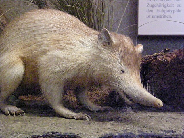 Os almiquis são nativos das ilhas de Cuba e Hispaniola. Esses animais têm antepassados que remontam a 30 milhões de anos. Eles medem de 28 a 32 cm, além da cauda entre 17 e 27 cm.  Os almiquis têm hábitos noturnos e sua saliva é venenosa. -Frank Wouters - wikimedia commons