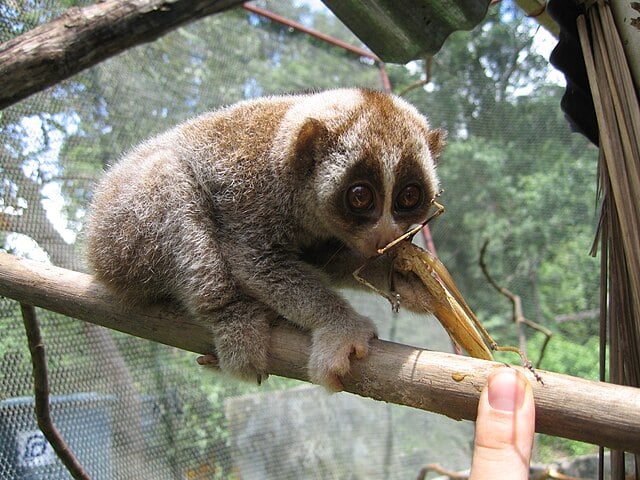 Os lóris, popularizados pela animação "Madagascar", são os únicos primatas venenosos. Encontrados no sudeste asiático, na China, Índia e Arquipélago Malaio, eles são alvos de tráfico e encontram-se em risco de extinção. -Silke Hahn  wikimedia commons