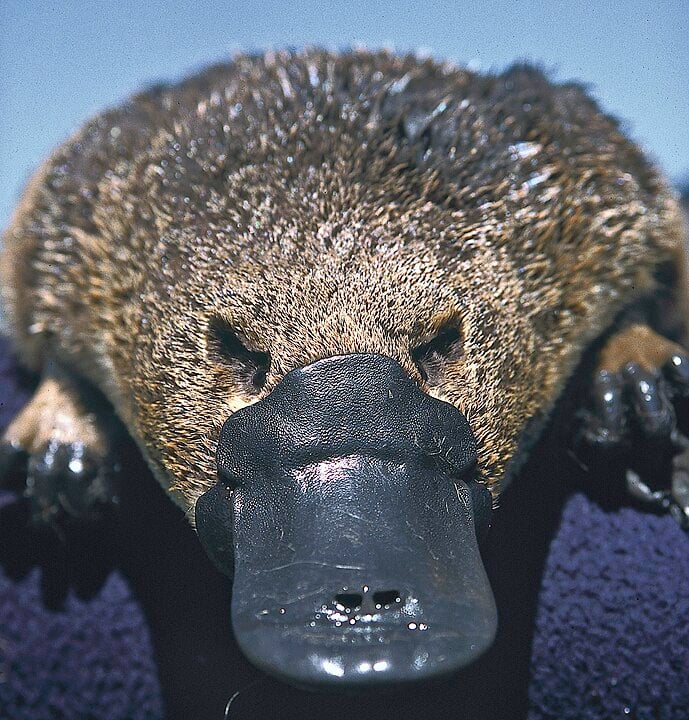 Dos mamíferos venenosos, o que chama mais atenção é o ornitorrinco, espécie nativa da Austrália e da Tasmânia. 
De acordo com a Bonorong Wildlife Sanctuary, casos de envenenamento por ornitorrincos são raros na Austrália. Nos últimos 20 anos, foram relatados apenas cinco, um número considerado baixo. Mas vale o alerta.-Dr. Philip Bethge  wikimedia commons