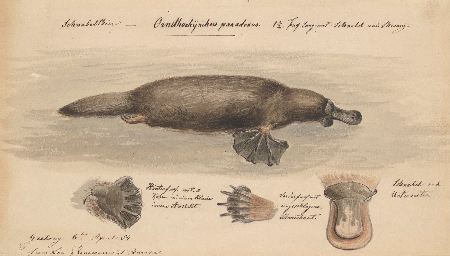 Veja algumas curiosidades sobre os ornitorrincos. Na espécie Ornithorhynchus anatinus, somente os machos têm esporões, de 1,5 centímetro, nas patas traseiras conectados a glândulas de veneno. Elas aparecem na época de acasalamento, na competição pelas fêmeas.-wikimedia commons