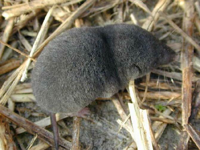 Os musaranhos são animais de pequeno porte que comem principalmente insetos. Eles medem cerca de 10 cm (alguns não ultrapassam 2,5 cm) e pesam cerca 15 gramas. Mas são devoradores vorazes e possuem um veneno comparável ao de várias serpentes. Esses animais têm visão ruim, mas excelente olfato. -Domínio público
